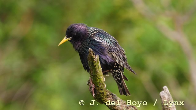 European Starling - ML201576991