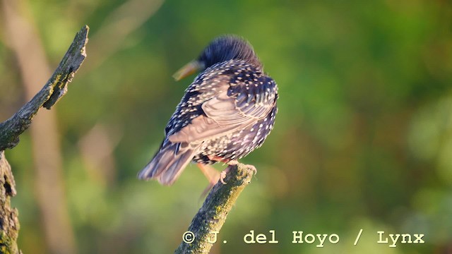 European Starling - ML201577001