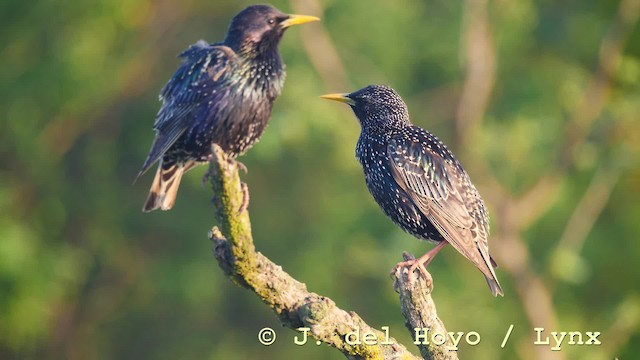 European Starling - ML201577011