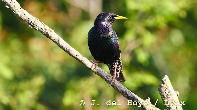 European Starling - ML201577021