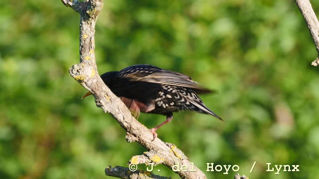 European Starling - ML201577031