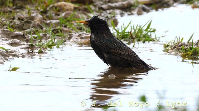 European Starling - ML201577041