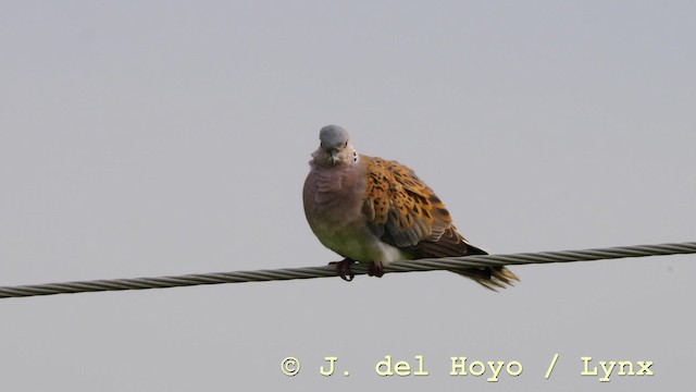 European Turtle-Dove - ML201577101