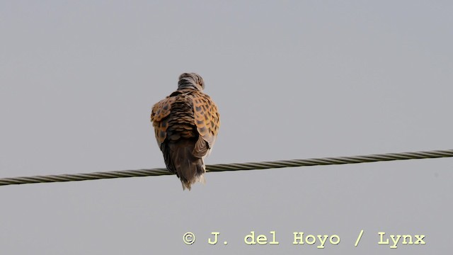 European Turtle-Dove - ML201577111