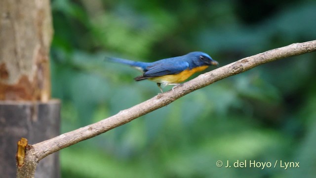 Hill Blue Flycatcher - ML201577141
