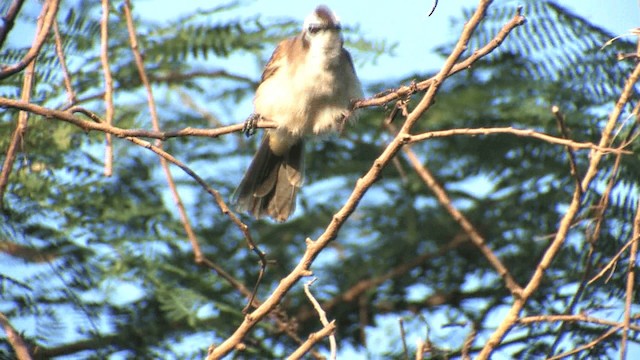 Yellow-vented Bulbul - ML201577161