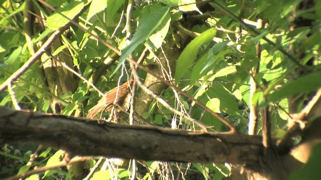 Tawny Grassbird - ML201577181