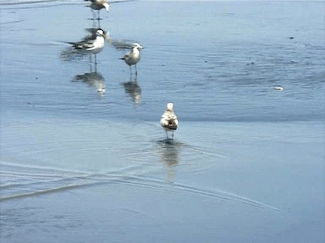 Хар сүүлт цахлай - ML201577241