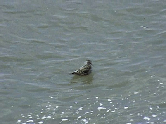 Phalarope à bec large - ML201577261