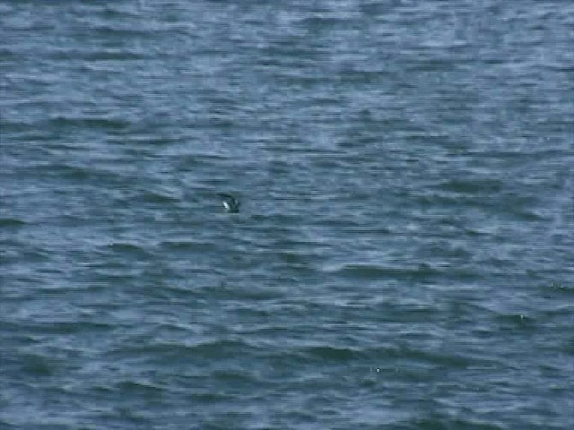 Océanite à queue fourchue - ML201577281