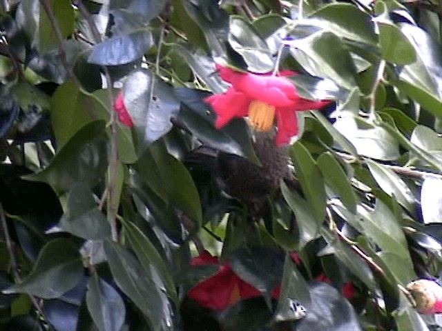 Bulbul à oreillons bruns - ML201577311