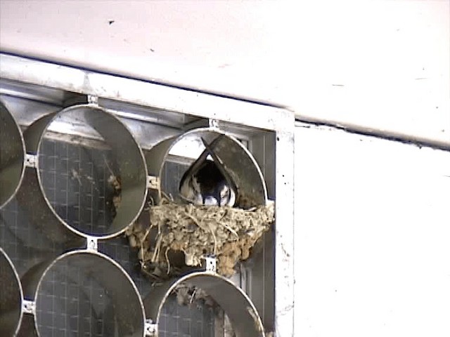 Barn Swallow (Buff-bellied) - ML201577341