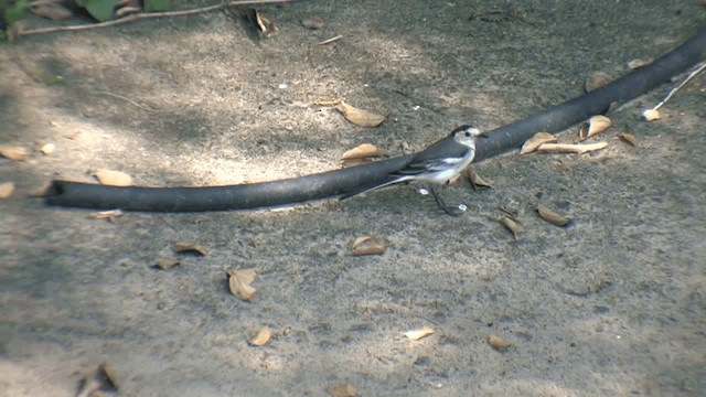 White Wagtail (Chinese) - ML201577491