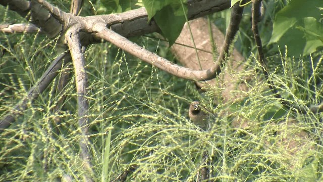 Scaly-breasted Munia (Scaled) - ML201577501