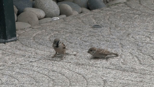 Eurasian Tree Sparrow - ML201577511