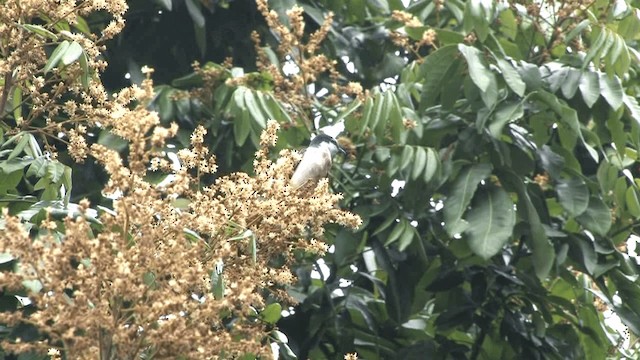 Minivet Ceniciento - ML201577591