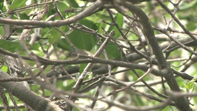 Yellow-browed Warbler - ML201577631