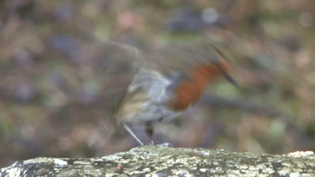 European Robin - ML201577701