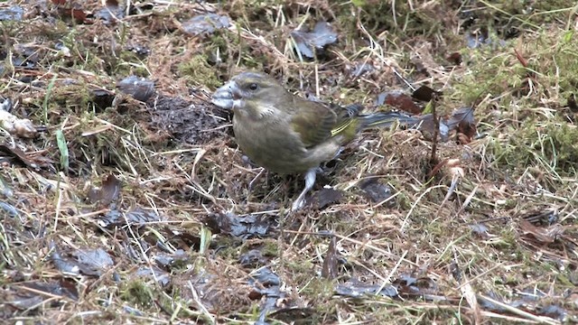 European Greenfinch - ML201577721