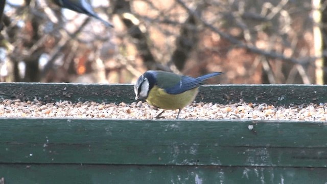 Eurasian Blue Tit - ML201577731