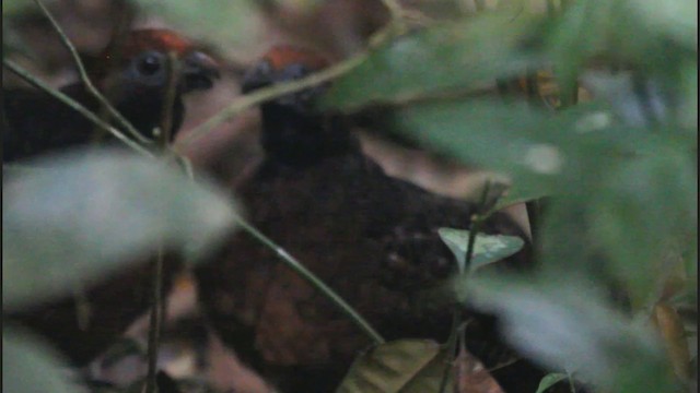 Tocro à face noire - ML201577821