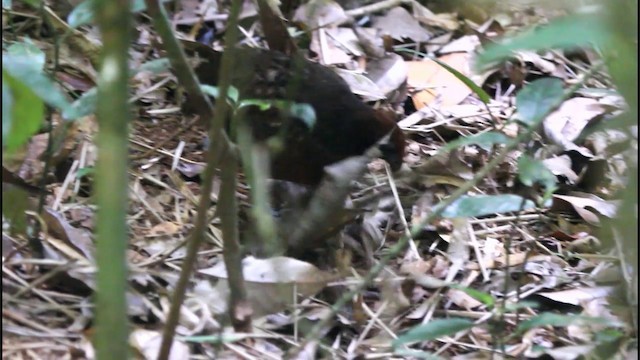 Tocro à face noire - ML201577831