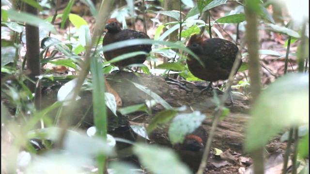 Tocro à face noire - ML201577841