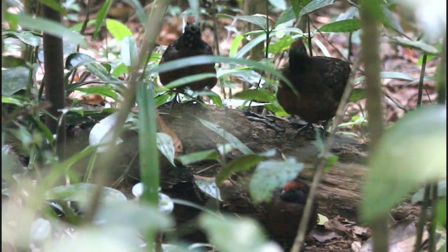 Tocro à face noire - ML201577851