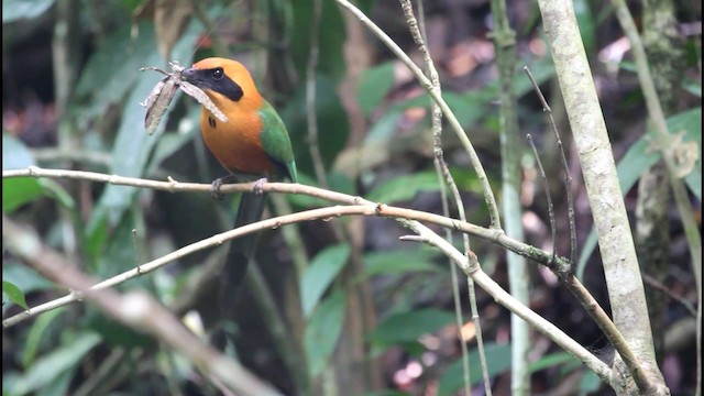 Kızıl Motmot - ML201577881