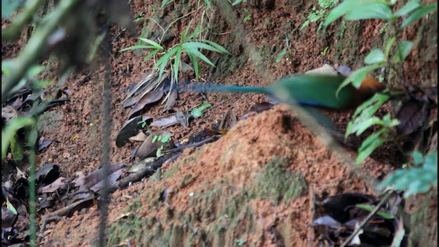 Rufous Motmot - ML201577891