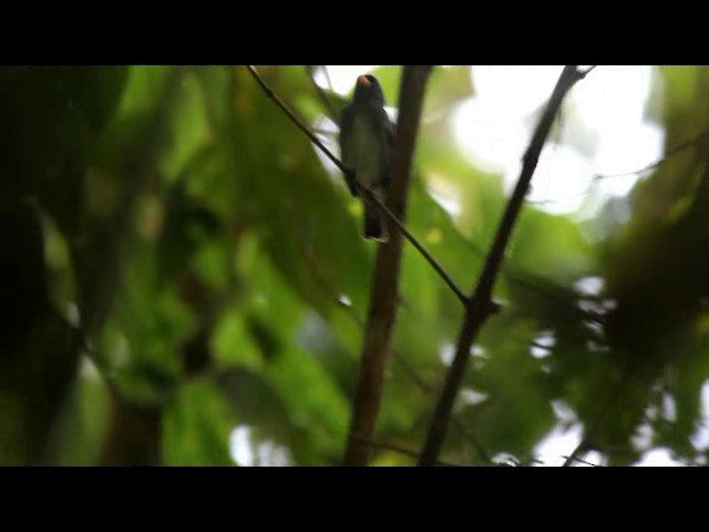 Slate-colored Seedeater - ML201577941