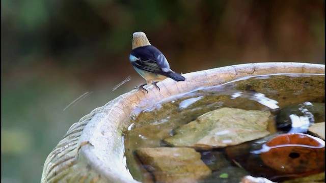 Golden-hooded Tanager - ML201577981