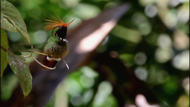 Rufous-crested Coquette - ML201577991