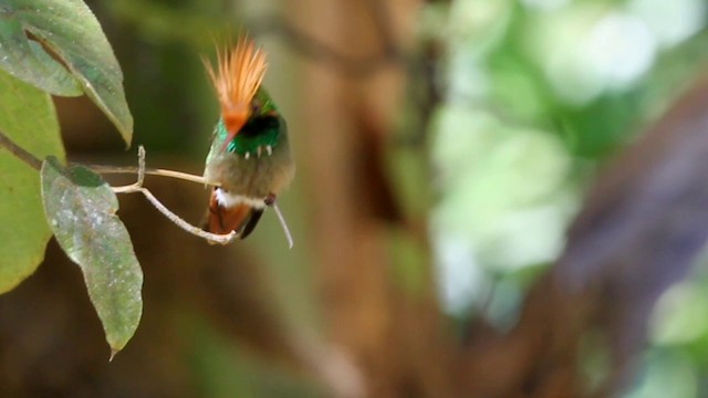 Rufous-crested Coquette - ML201578001