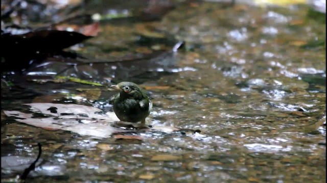 Red-capped Manakin - ML201578021