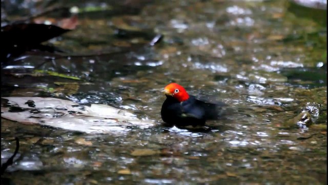 Kırmızı Takkeli Manakin - ML201578031