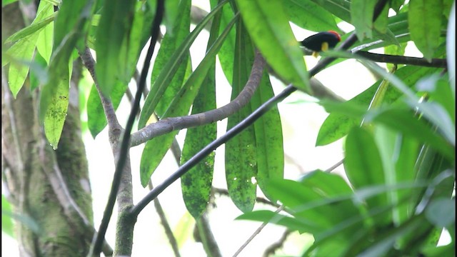 Red-capped Manakin - ML201578041