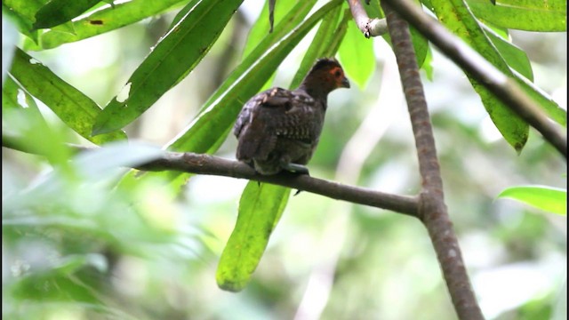 Marbled Wood-Quail - ML201578091