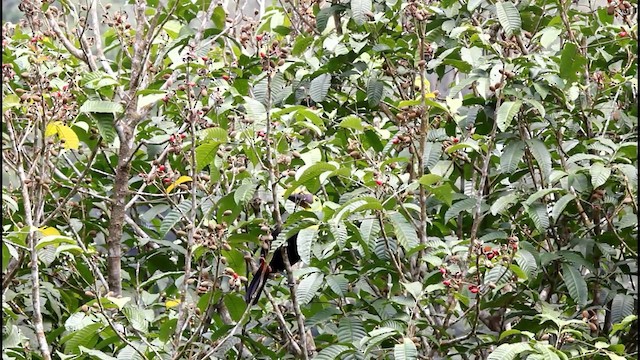 tukan žlutohrdlý (ssp. swainsonii) - ML201578101