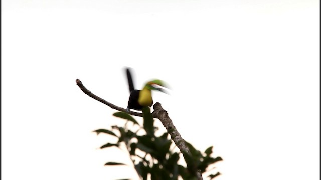 Keel-billed Toucan - ML201578161