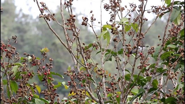 Masked Tityra - ML201578171