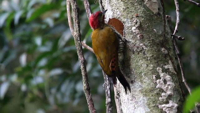 Stripe-cheeked Woodpecker - ML201578191