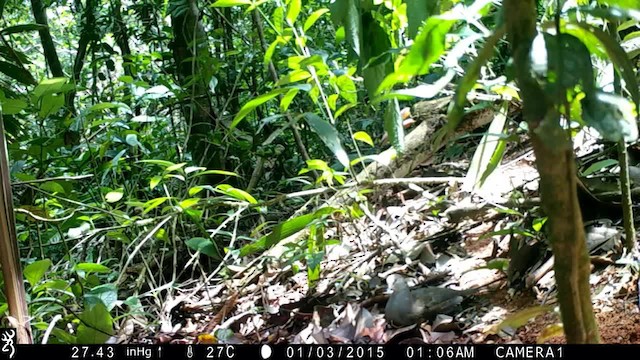 Paloma Montaraz Pechigrís (cassinii) - ML201578241