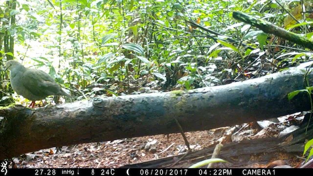 Gray-chested Dove (cassinii) - ML201578251