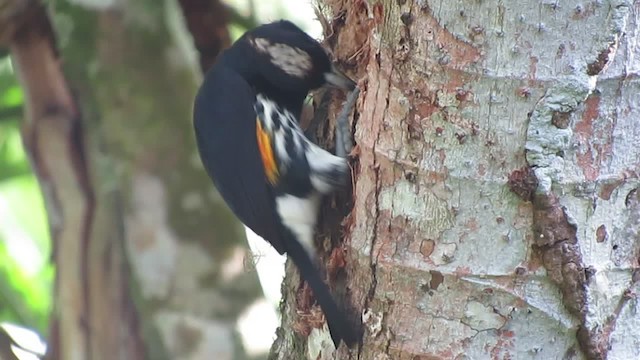 Spot-crowned Barbet - ML201578261