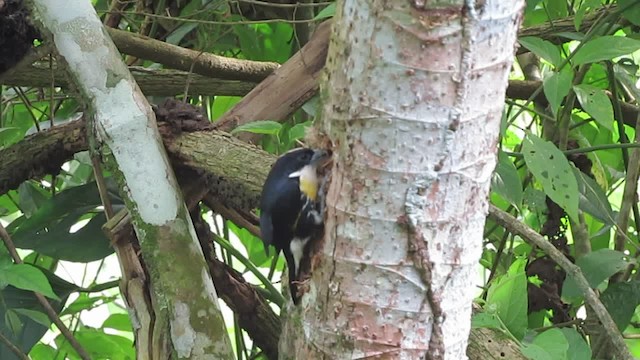 Spot-crowned Barbet - ML201578271