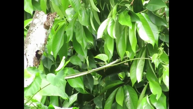 Spot-crowned Barbet - ML201578281