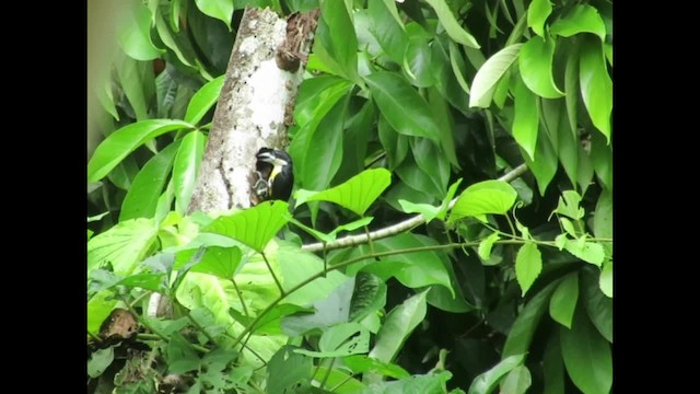 Spot-crowned Barbet - ML201578291