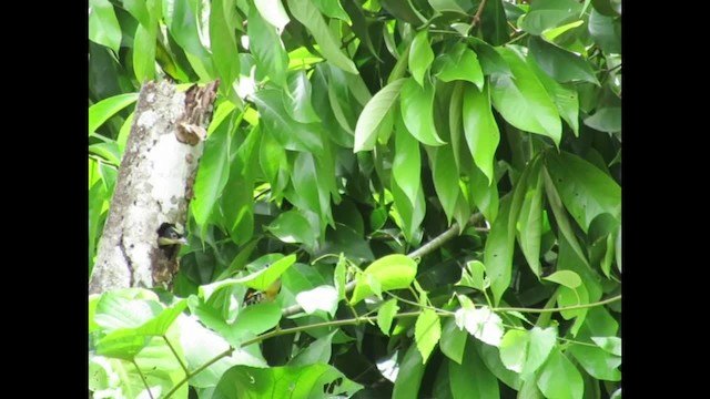 Spot-crowned Barbet - ML201578301