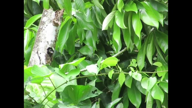 Spot-crowned Barbet - ML201578311